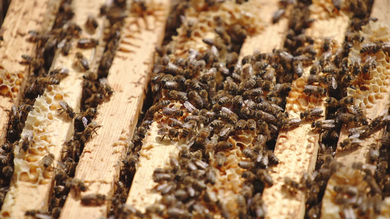 Bee family working on the top of frames in the beehive. Bee brood backdrop. Close up.