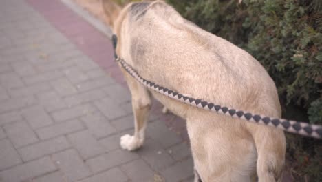 perro caminando en el parque con una correa