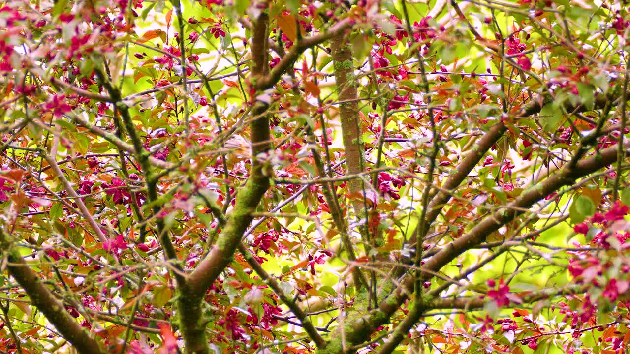 Unidentified Bird Species Swinging on Flimsy Branch in Canadian Forest