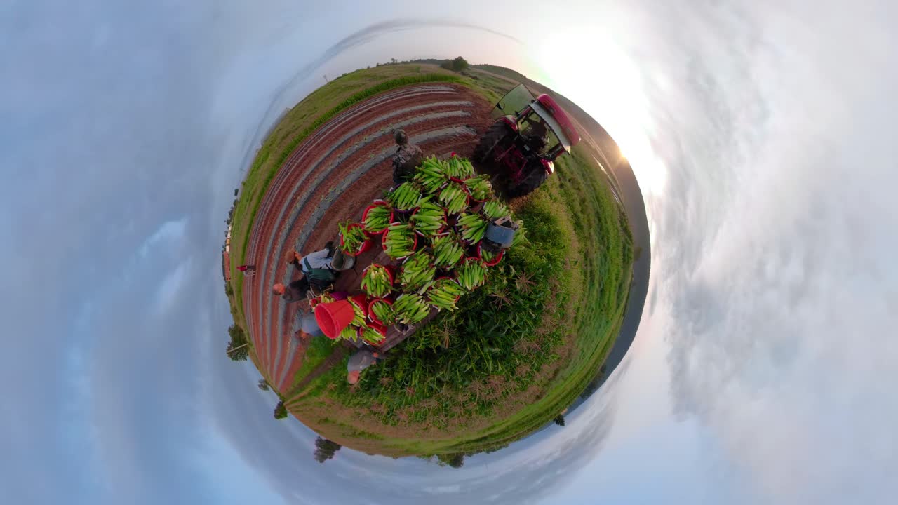 Watermelon harvest on a farm
