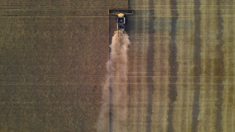 Aerial-vertical-drone-view-of-a-modern-combine-harvester-reaping-wheat-in-Alberta,-Canada-during-sunset