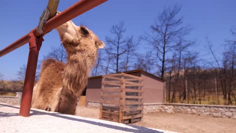 camel stand near metal fence enclosure at the ranch on sunny day