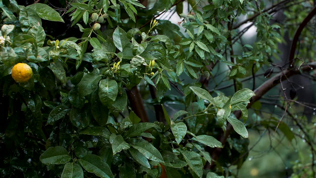 Ripresa al rallentatore della pioggia che cade su un rigoglioso albero di limone verde in un giardino.