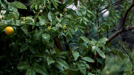 toma en cámara lenta de lluvia cayendo sobre un exuberante limonero verde en un jardín
