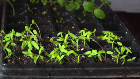 Close-up-of-sprayer-watering-plant-shoots-in-seedbeds,-growing-vegetables