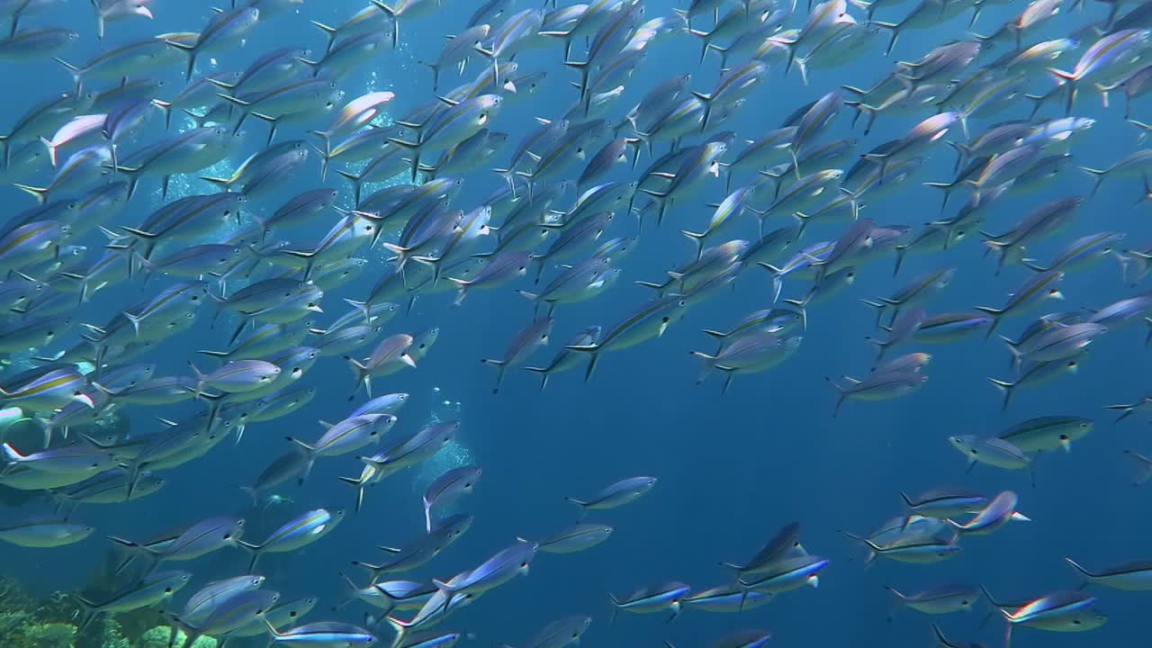 A big school of fusiliers swimming towards the service with sunbeam shining through the water