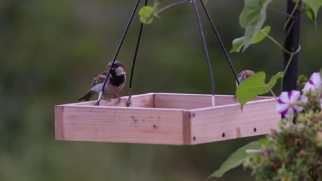 Small-bird-eating-on-a-tray-style-feeder-in-Maine