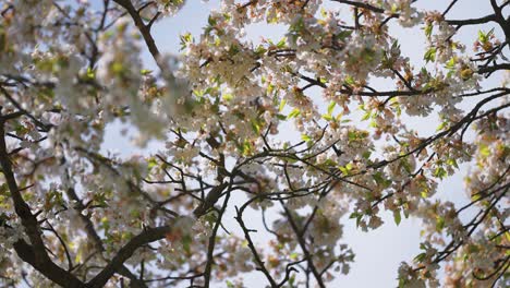 Flor-De-Manzano-En-El-Jardín-Del-Monasterio