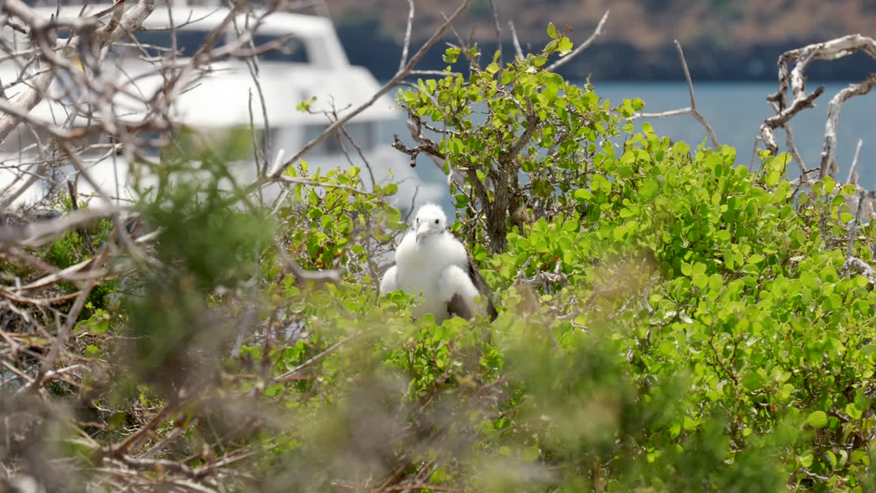 A fluffy young frigatebird covered in downy feathers sits in a tree on North Seymour Island near Santa Cruz in the Gal&aacute;pagos Islands