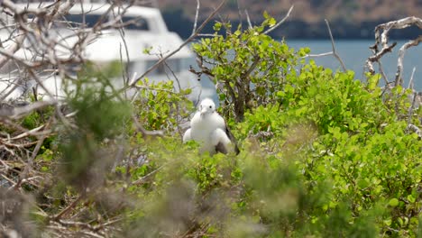 Una-Fragata-Joven-Y-Esponjosa-Cubierta-De-Plumas-Suaves-Se-Sienta-En-Un-árbol-En-La-Isla-Seymour-Norte,-Cerca-De-Santa-Cruz-En-Las-Islas-Galápagos