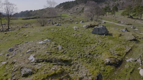 sheep on rocky pasture on a sunny springtime