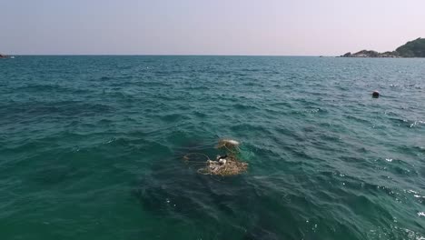 A-bird-sitting-on-rubbish-what-floats-on-the-surface-of-the-water-1080-HD-Asia,-Thailand-Filmed-with-Sony-AX700