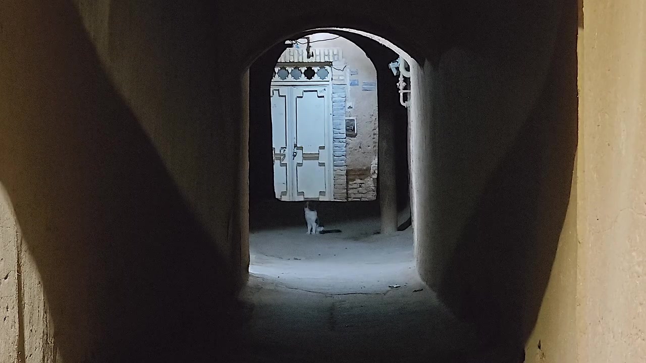 A White Cat Sitting in a Dark Alleyway