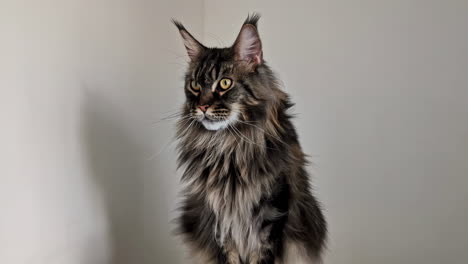 Maine-Coon-Rasse-Norwegische-Waldkatze-Große-Raubkatze-Schöne-Katzenartige-Innen