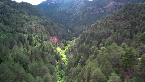 flying into a valley with pine trees