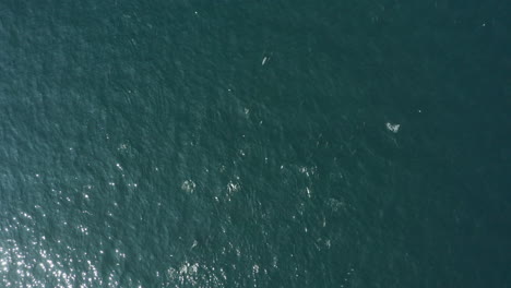 group dolphins playing in the sea cape town