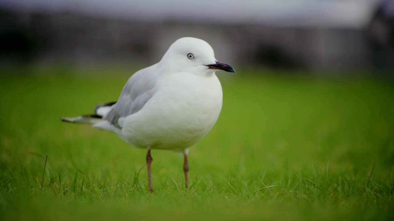 Nærbilde av en fugl som står på gressplenen.