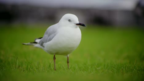 primer plano de un pájaro parado en el césped de pastizales