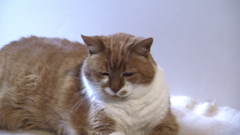 an elderly diabetic cat rests