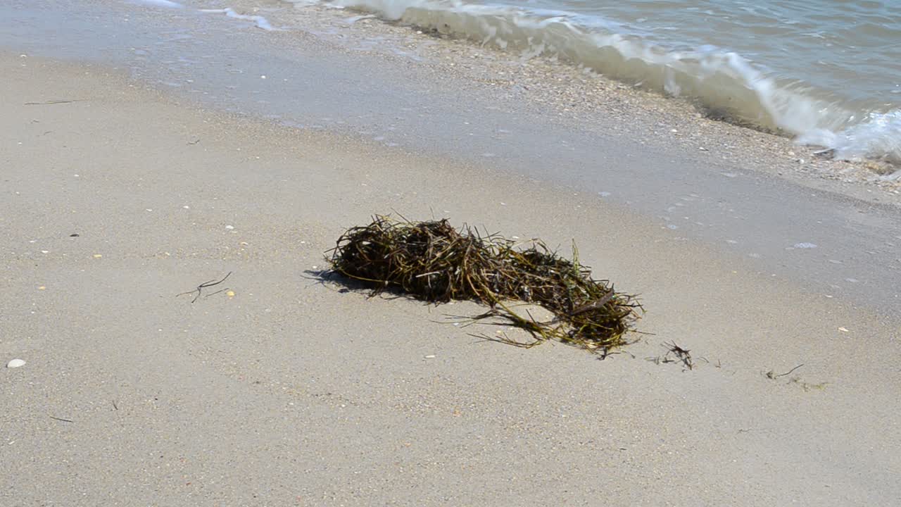 Zee en algen. Zeewier op een strand.