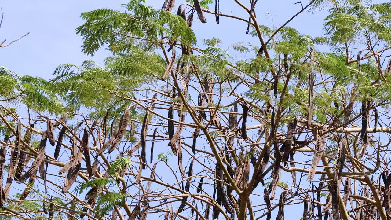 Monkey pod tree branches sway in wind, green leaves and long seed pods, bright daylight