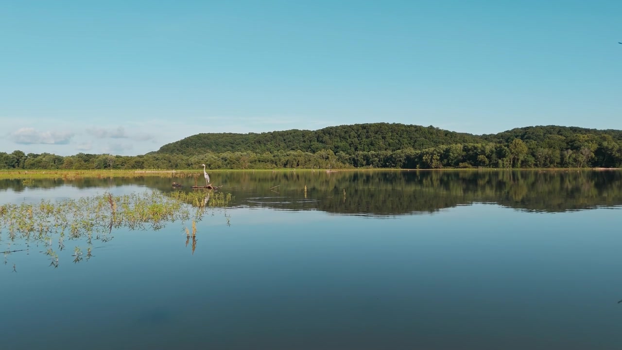Great blue heron standing in calm reflective lake water near marsh vegetation, drone, in distance