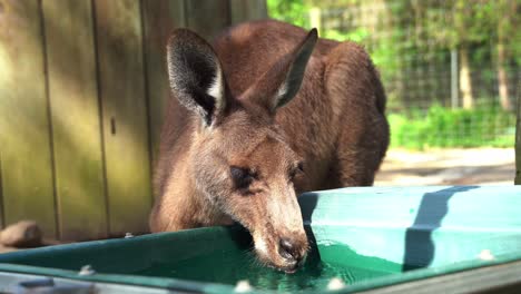 Close-up-shot-of-Australian-indigenous-animal-species,-a-cute-thirsty-kangaroo-or-wallaroo-drinking-water-from-the-bucket-in-wildlife-sanctuary-in-daylight