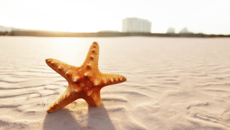 starfish on the sity beach