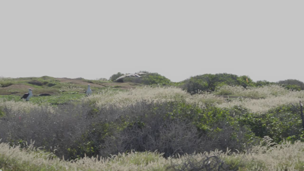 A lone seabird glides over windswept coastal grasslands in Hawaii, captured mid-flight against a pale sky in a natural wildlife setting.