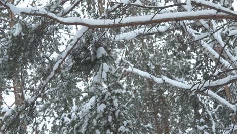 snowy pine forest