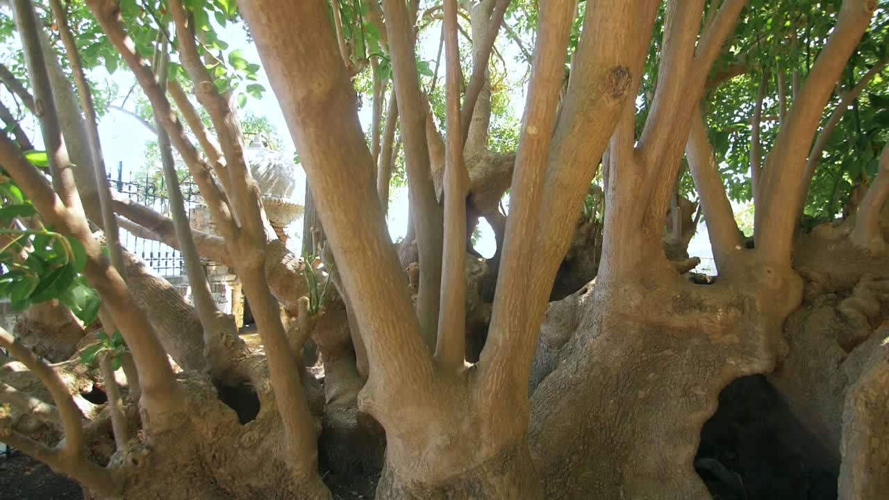 Multiple tree trunks in bright sun rays in summer park. Old tree with many trunk