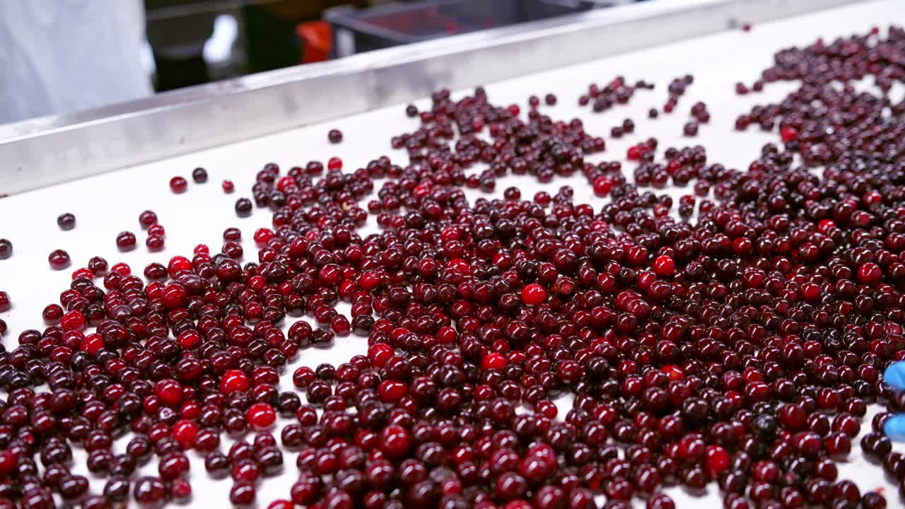 Berry selection at the factory. Close up of workers control the quality of berries