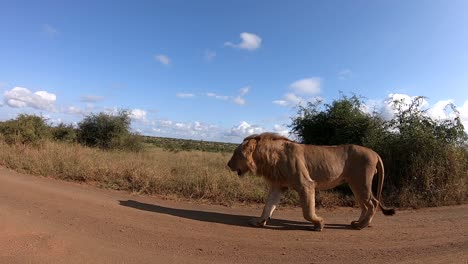 Un-Joven-León-Macho-Pasando-La-Cámara-Del-Parachoques-Del-Vehículo