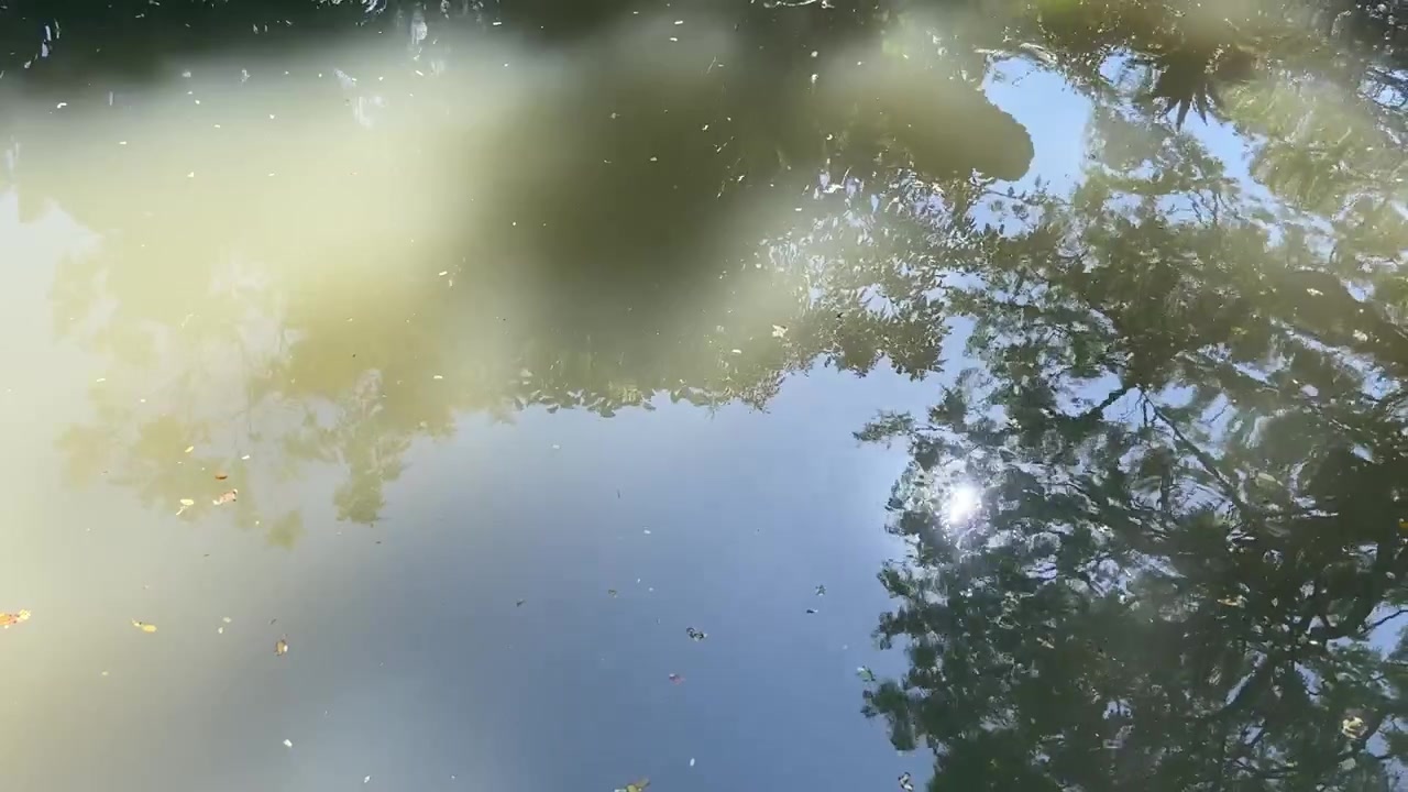 穏やかな池の水面に映る木々と空