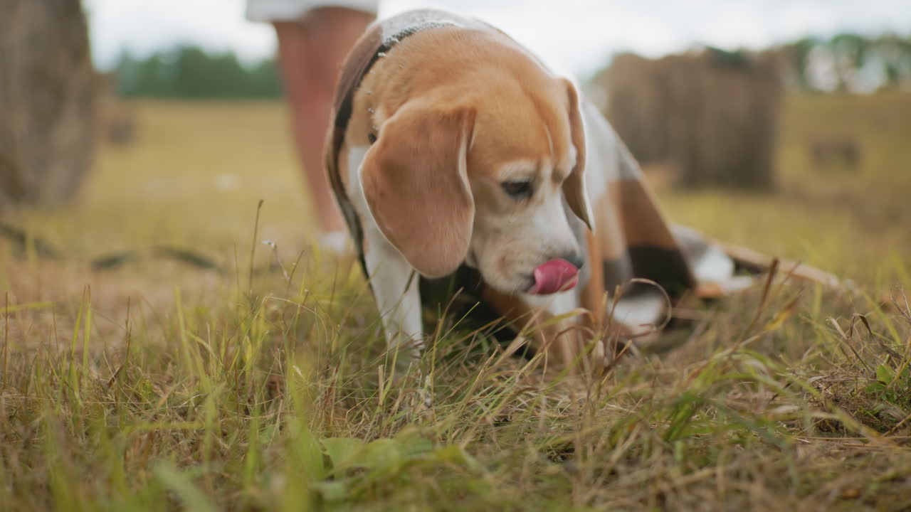 primer plano de un perro envuelto en una manta a cuadros olfateando la hierba en el campo con las piernas borrosas de una persona de pie cerca, los tonos cálidos y naturales crean una atmósfera al aire libre acogedora y pacífica