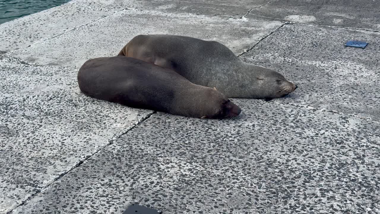 2 cape fur seals sleeping on a pier in Cape Town, South Africa