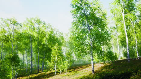 Green birch forest at sunset