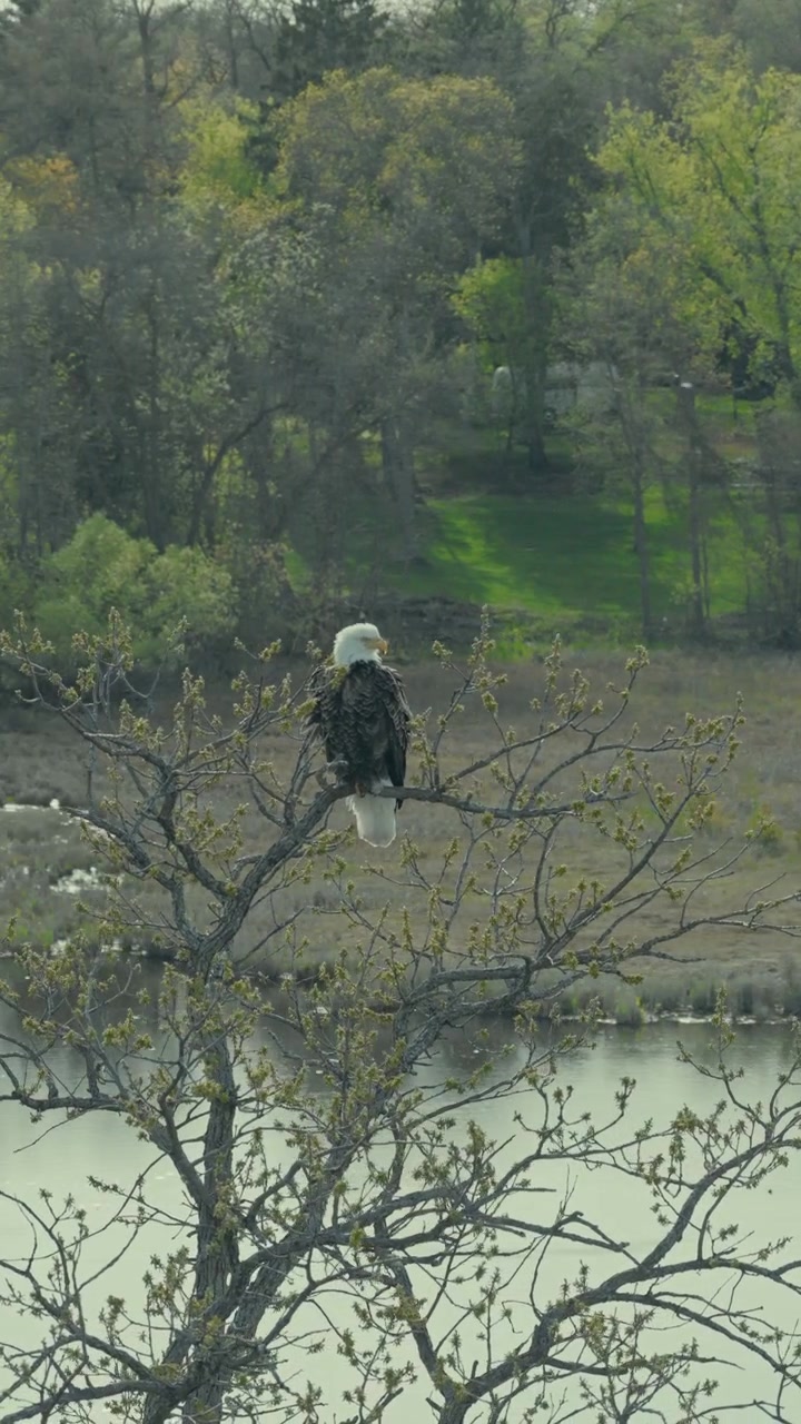 Aerial parallax around American bald eagle perched on bare tree overlooking shallow marshy river with colorful spring forest in Wisconsin