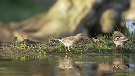 a tracking shot of forest birds on the ground at early spring in netherlands