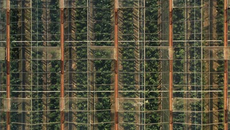 greenhouse with green vegetables topshot zooming out