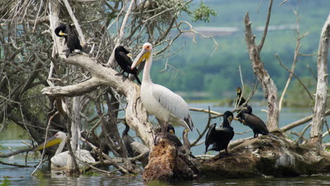 Pelícano-Rosado-Adulto-Y-Cormoranes-De-Grupo-Sentados-En-Una-Rama-Del-Lago-Kerkini-Grecia