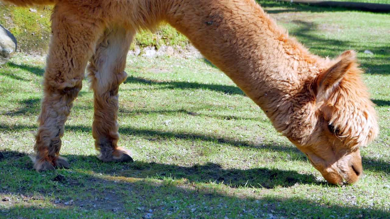 초록 잔디에서 먹이를 먹는 알파카 동물의 중간