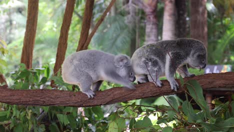 two koalas bonding and exploring on a branch