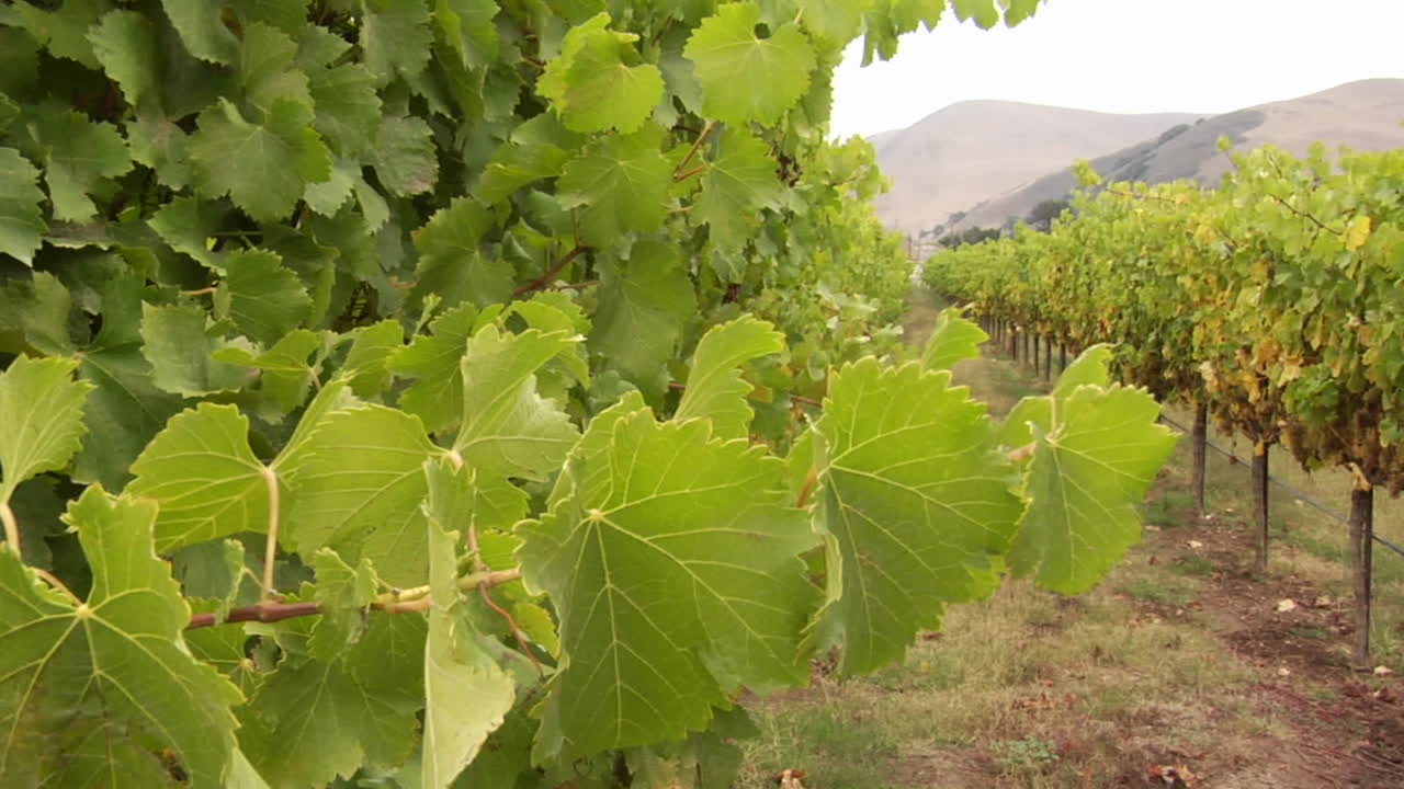 vides de uva soplan en el viento en un viñedo del condado de santa bárbara, california