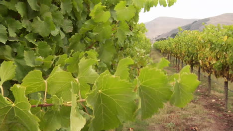 vides de uva soplan en el viento en un viñedo del condado de santa bárbara, california