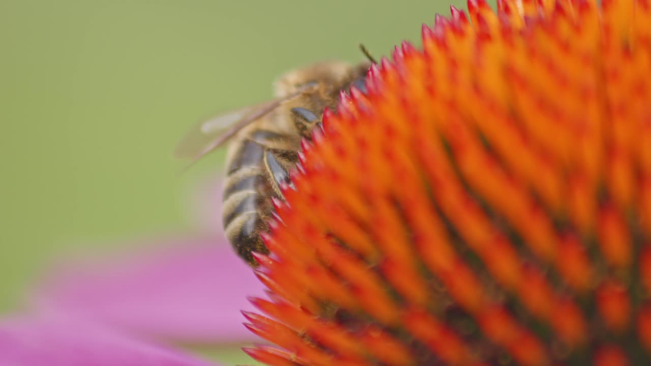 disparo macro de primer plano extremo de una abeja melífera bebiendo néctar en la cabeza de una coneflower naranja