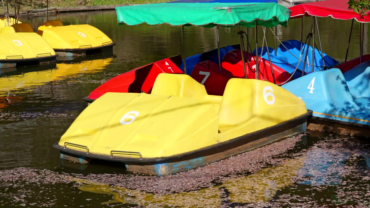 barcos de remo soplando en el viento en el estanque en japón con pétalos flotantes de flores de cerezo sakura