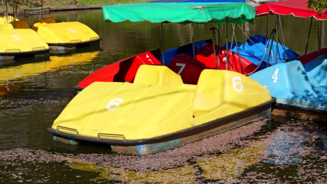 paddle boats blowing in wind on pond in japan with floating sakura cherry blossom petals