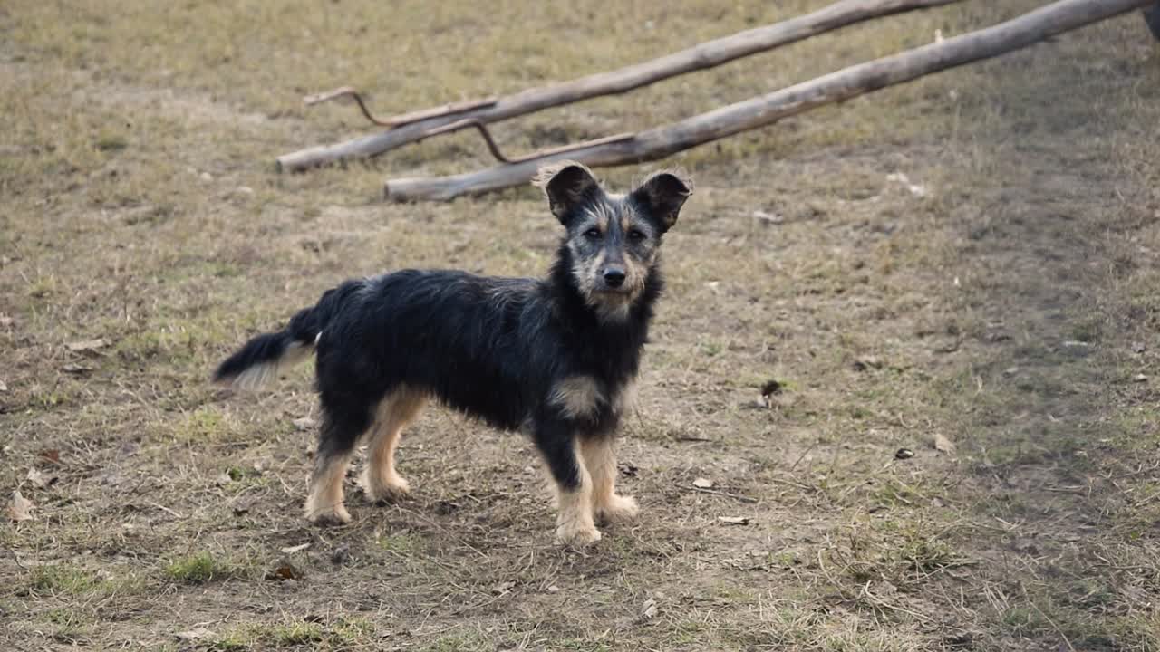 카메라를 바라보는 행복하고 호기심 많은 개