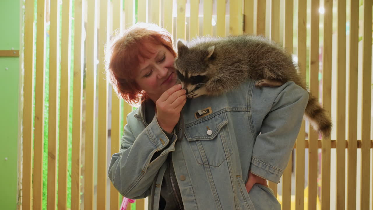 Caucasian woman with raccoon on shoulder, denim jacket and sunlit wooden fence. Wildlife rehabilitator gently feeding and inspecting raccoon, closeup bond and trust, volunteer caregiver at backyard